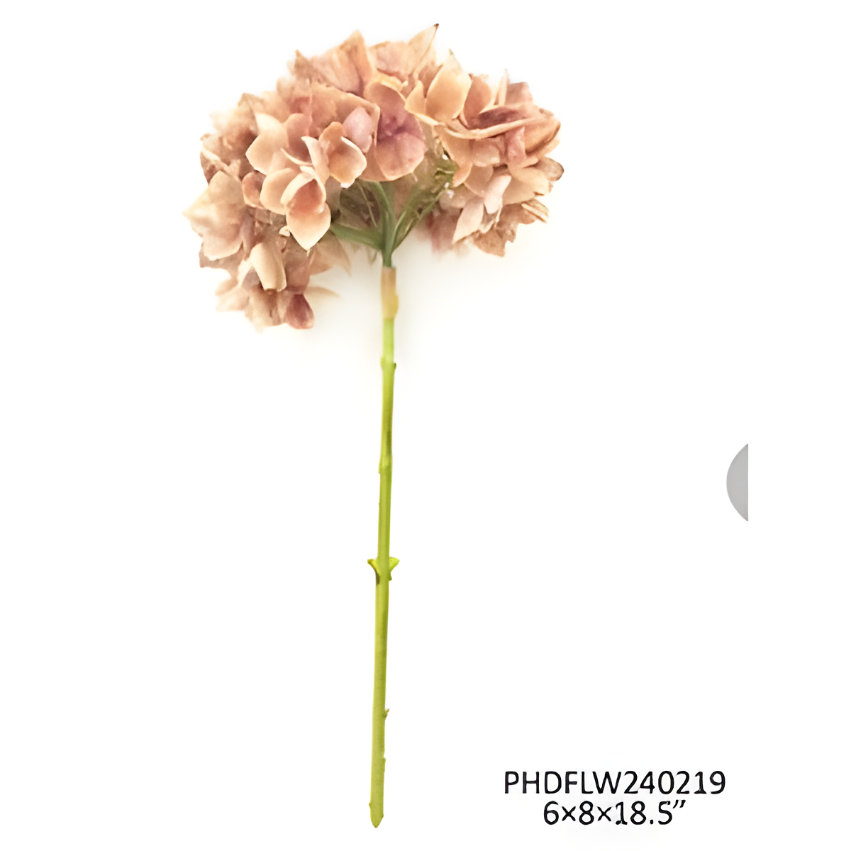 Blush Flower Stem
