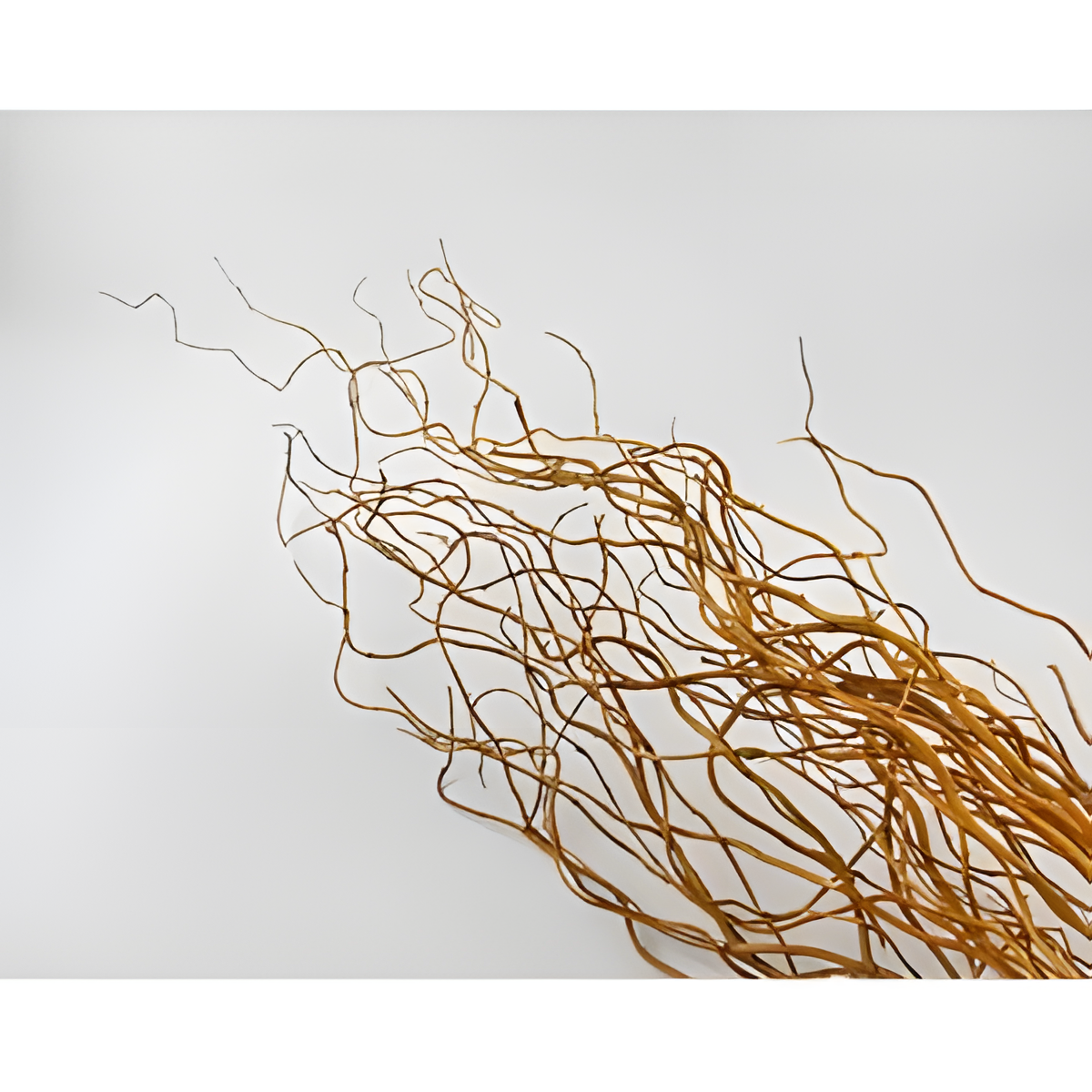 Natural Curly Willow Branches