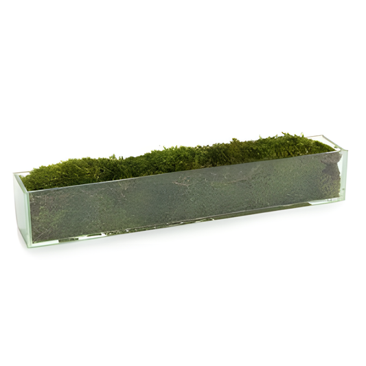 Moss Arrangement in Rectangular Vessel