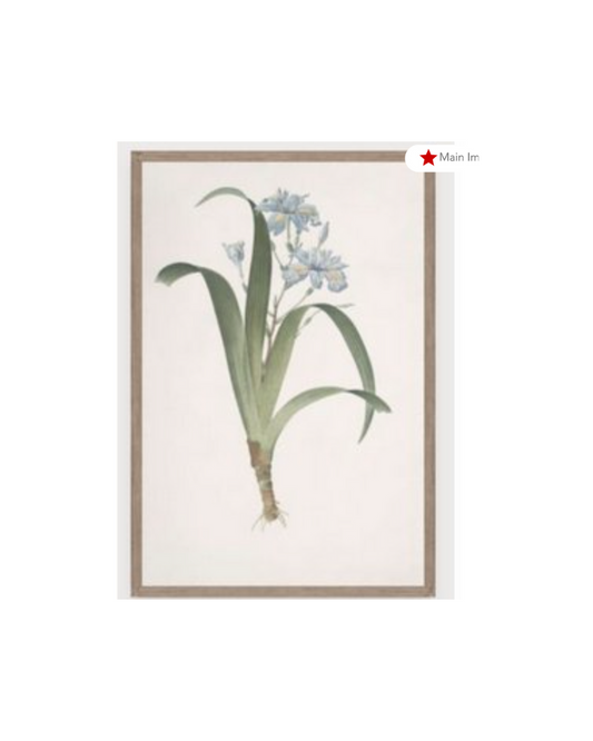 Botanical Art 2 - Sage