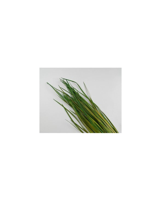 Dried Grasses